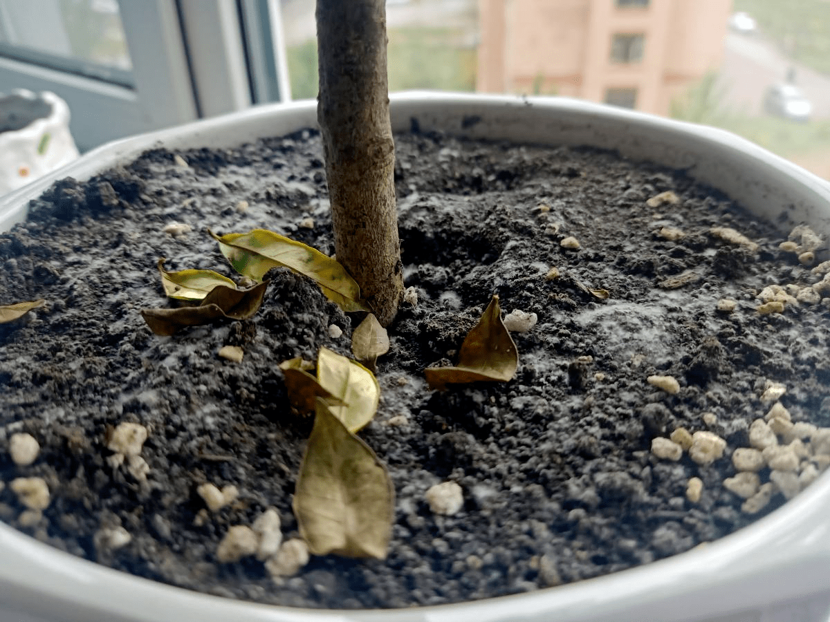 养花换下的旧土别扔 3招让土肥的流油 省下一笔养花钱 花卉