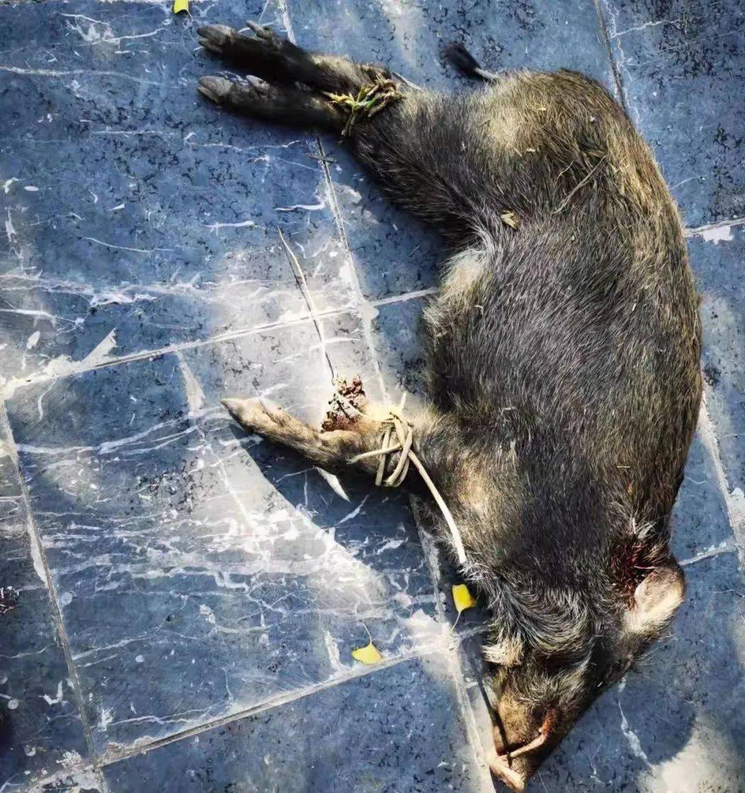 挨了!广西两男子进山打了一头80斤野猪,结果......_非法