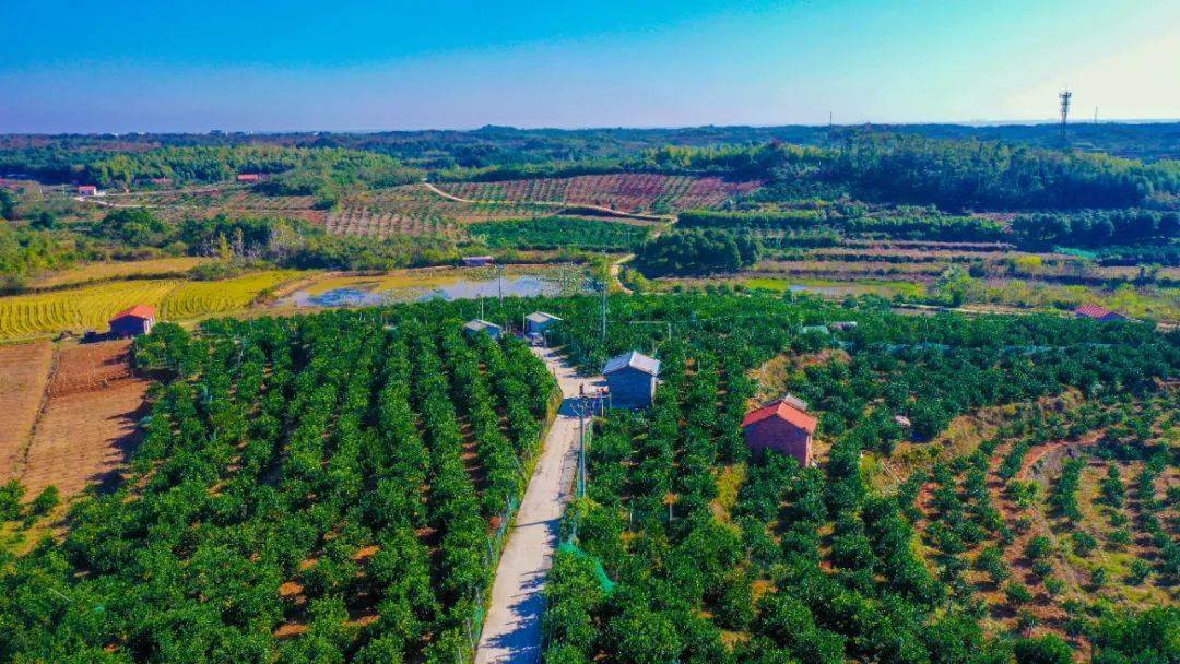 立冬之后,嘉鱼县渡普镇的王家庄村,层林尽染,色彩斑斓,景色如画.