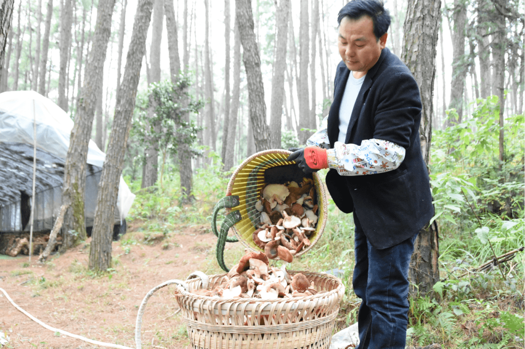 马桑菌挂面图片