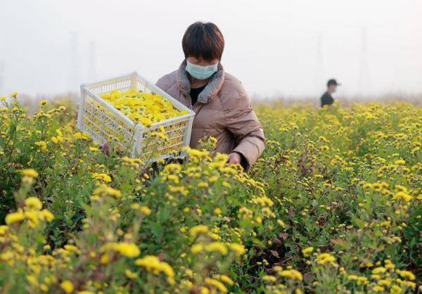 唐坊镇人口_丰南区唐坊镇人民zf招聘就业见习生的公告