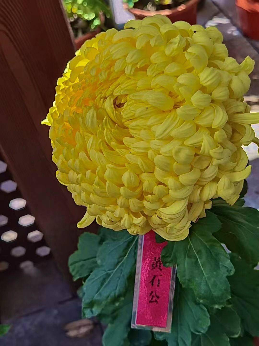 汉阳百种菊中精品争奇斗艳大批市民赏花又尝鲜