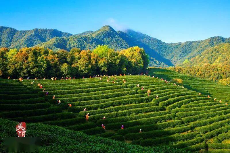 转塘这个村又双叒叕上榜了