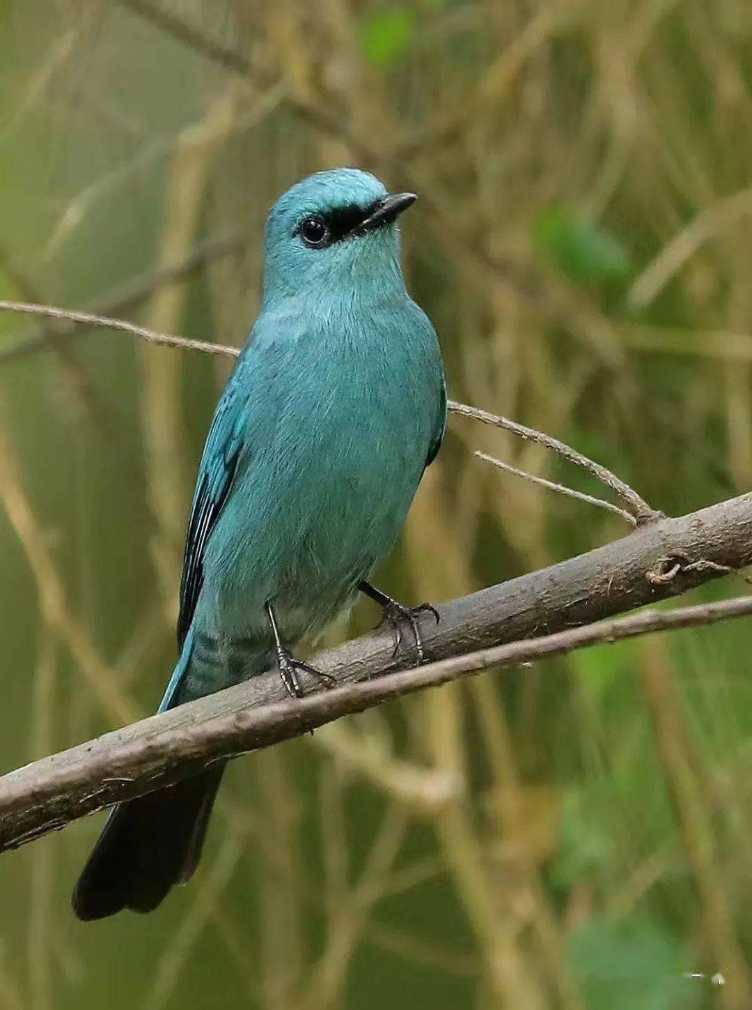 铜蓝鹟 | 美丽的蓝色小鸟​_相由