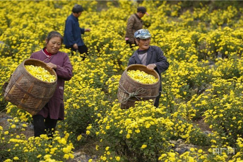 初冬时节江西各地金色花田菊飘香