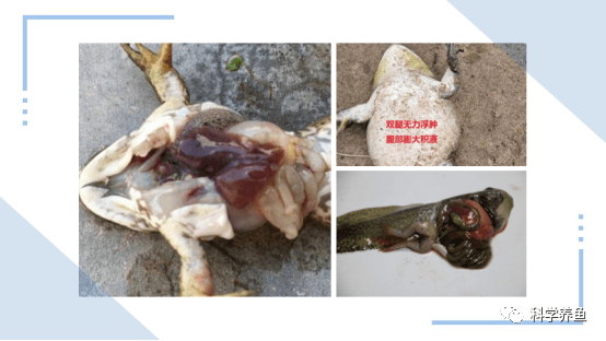树蛙肠胃炎症状图片