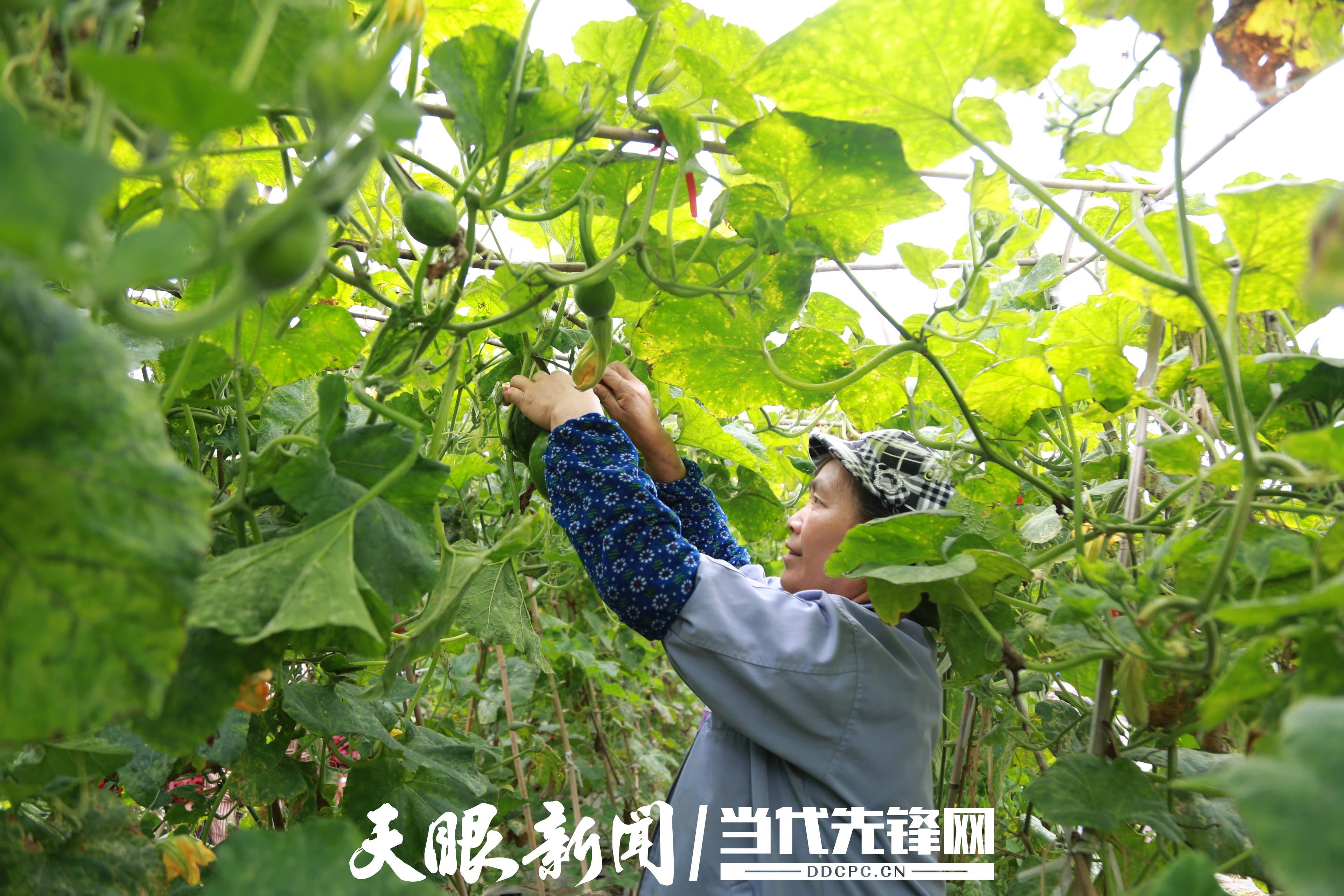 长顺 冬季蔬菜喜获丰收 上市