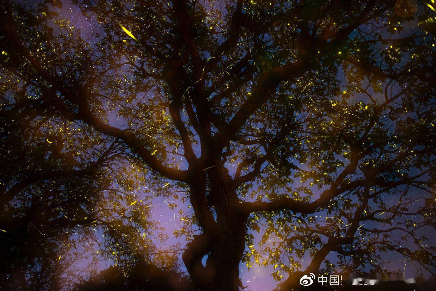 2021中国野生生物影像年赛摄影作品揭晓：感受生命力量