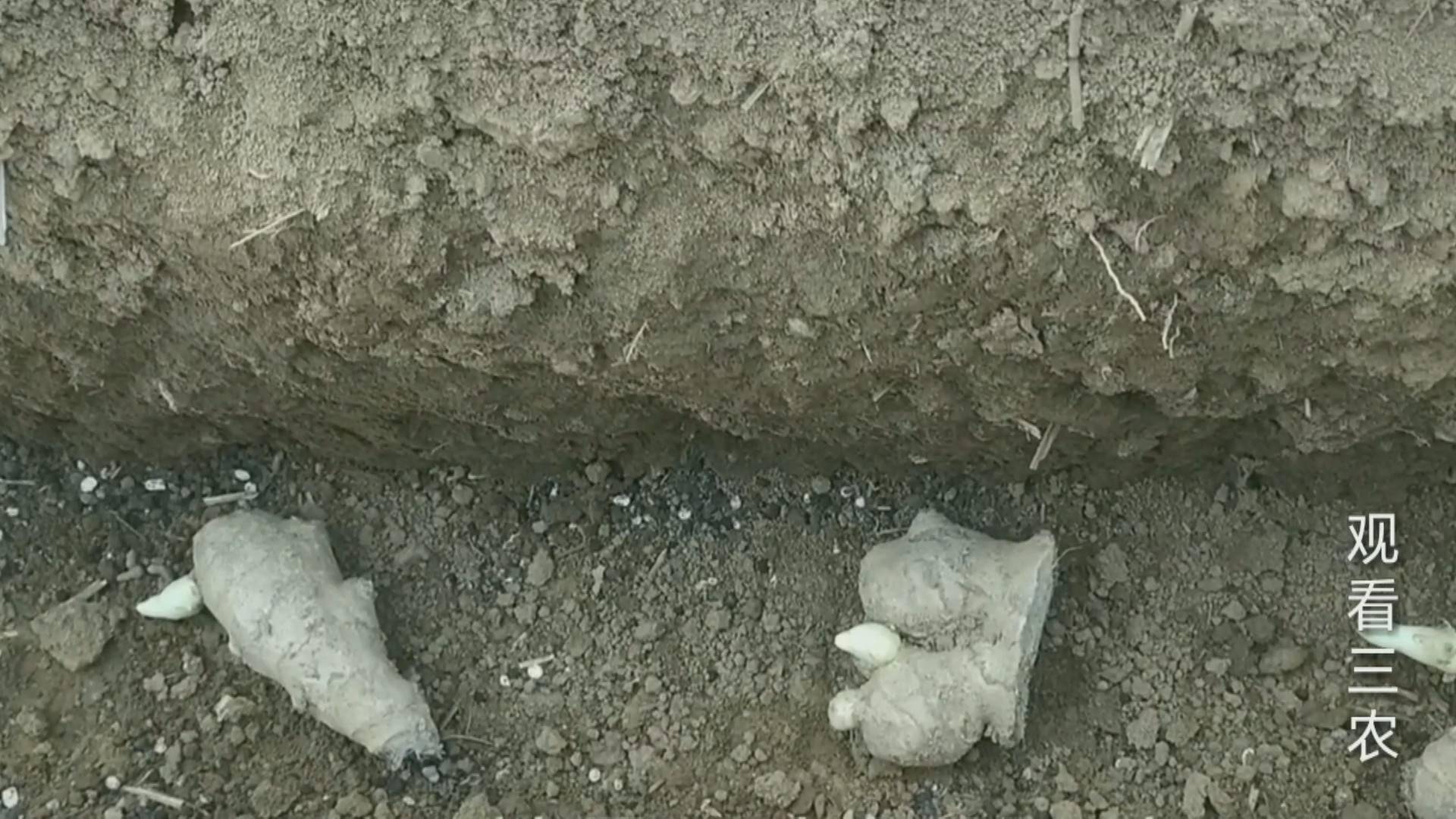 种植大姜的正确方法和步骤 姜种