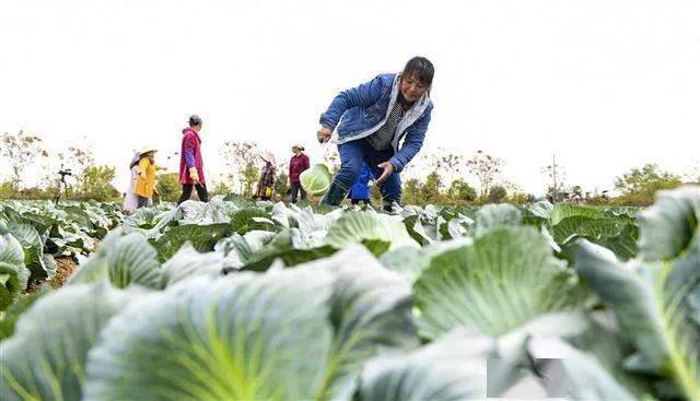 每年推廣200多個(gè)新品種 嘉魚蔬菜從賣不動到走出國門(圖3)