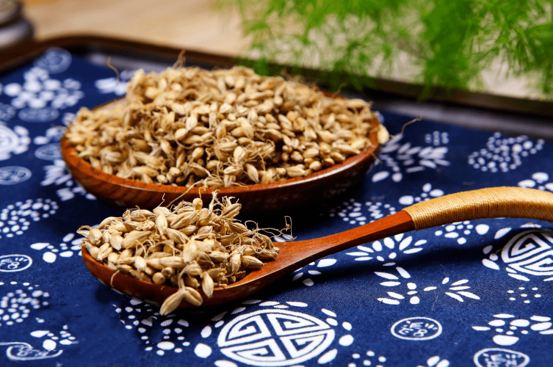 炒麦芽行气消食健脾开胃更能疏肝解郁