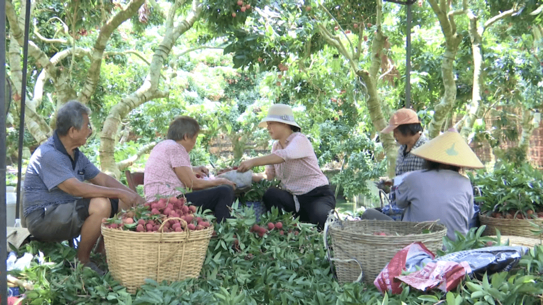 合浦縣公館鎮香山村荔枝獲認定全國一村一品示範村