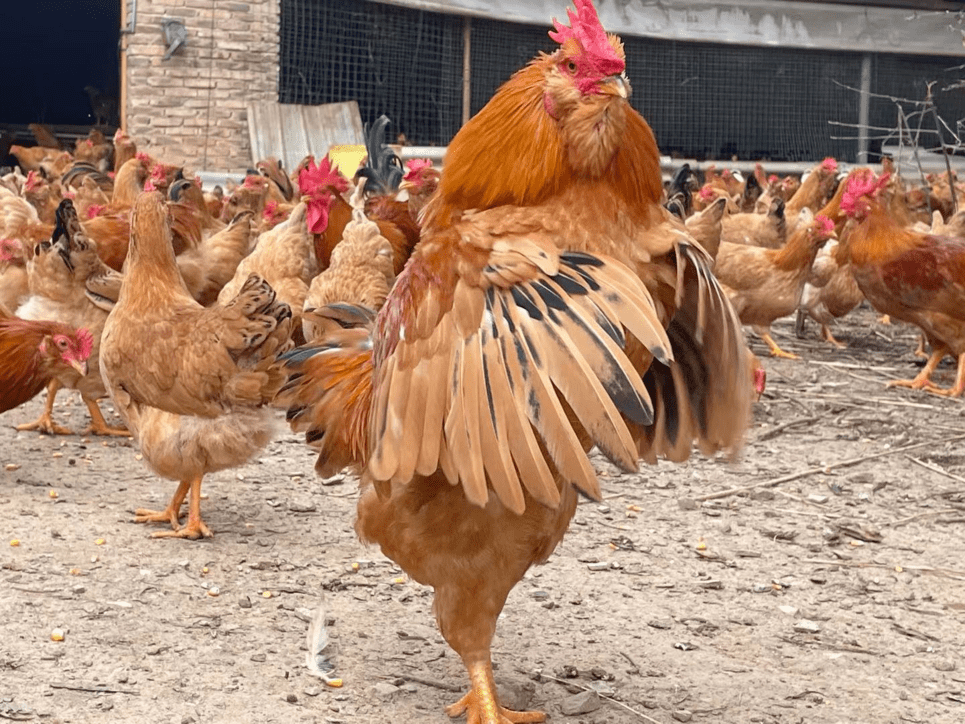 【一村一品】中堡镇:象洞鸡"啄"开乡村振兴之门