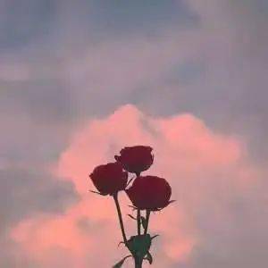 8c640271db384bbda02249856a3c1775.jpeg
