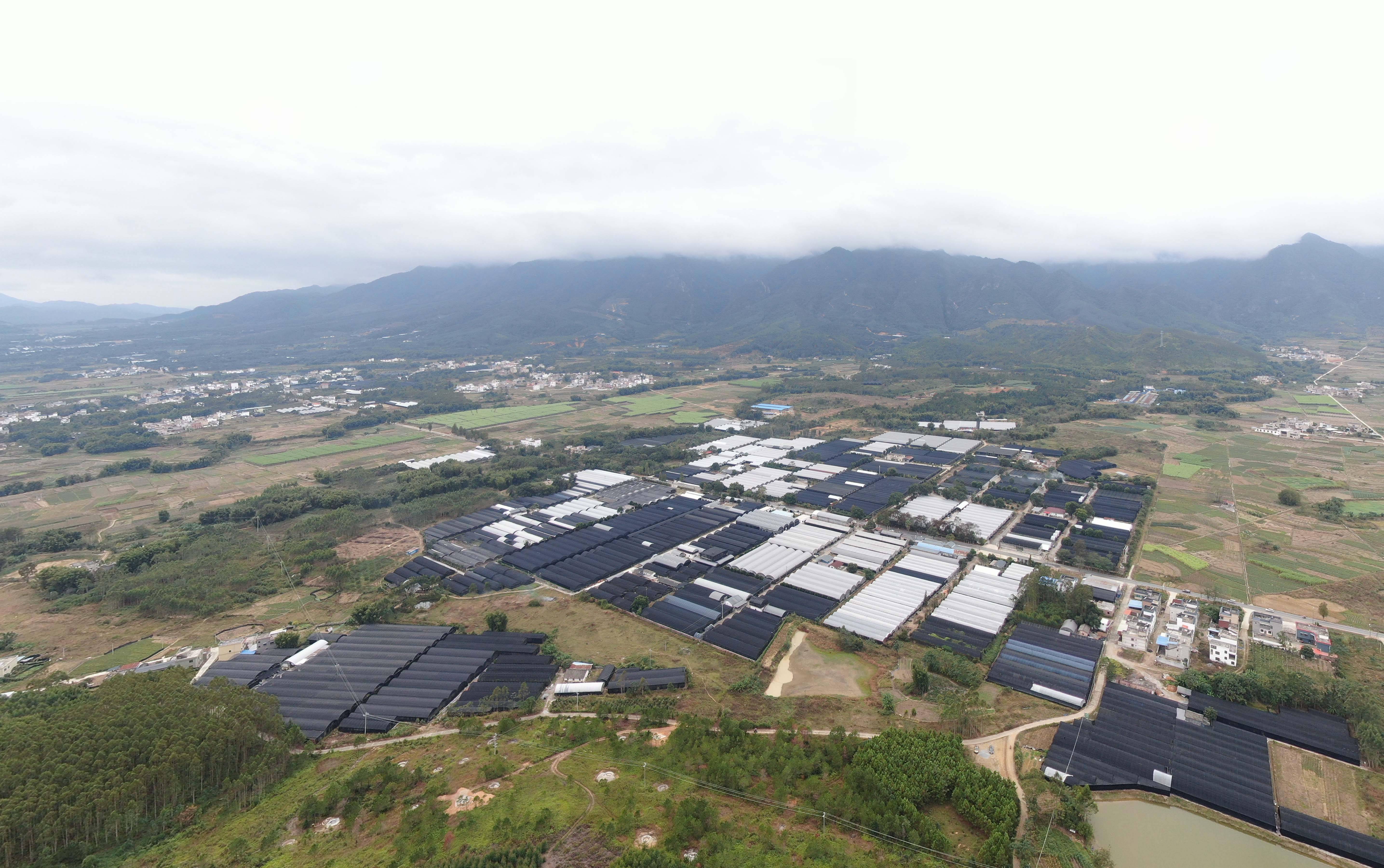 这是11月17日拍摄的广东韶关翁源县的一处兰花种植基地(无人机照片)