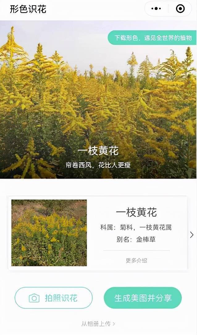 扫一扫"神器" 马上识别"加拿大一枝黄花"!