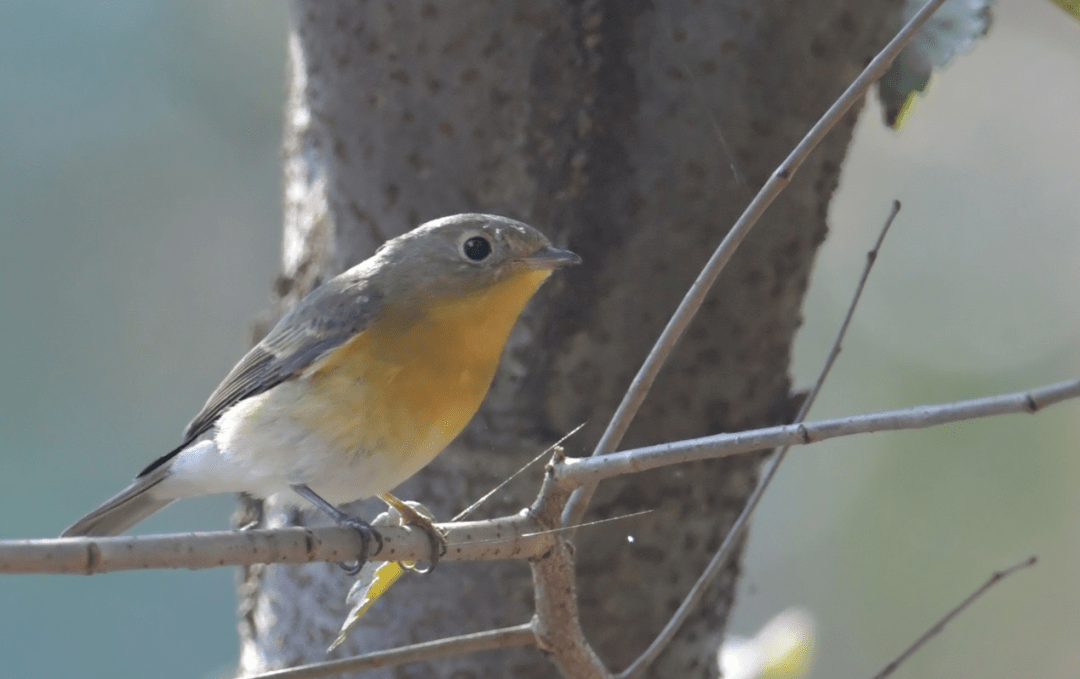海盐网友拍摄到国家一级保护鸟类黄胸鹀