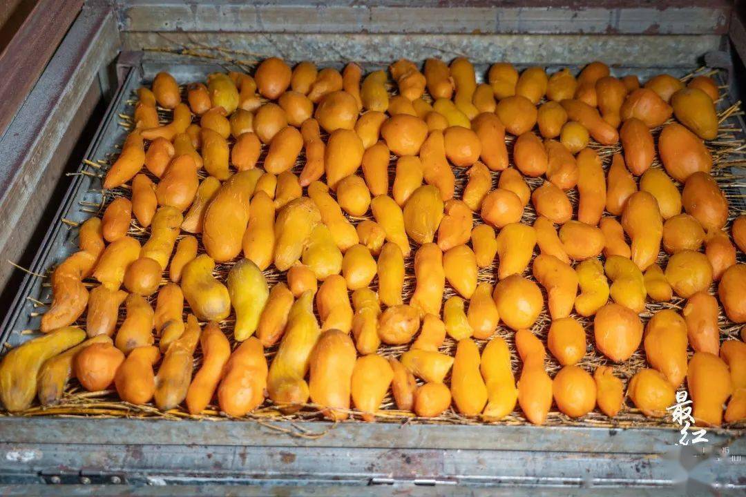 章水番薯枣子初冬启幕时甜蜜不缺席