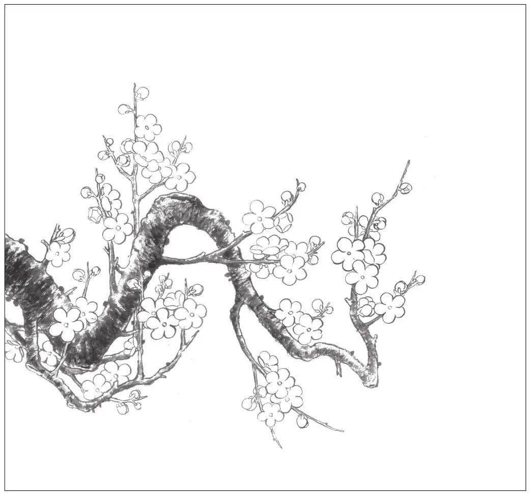 线稿①花瓣②花蕾③花蕊④梅干⑤梅枝梅花,通常指梅树的花,花开五瓣.