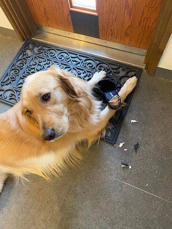 毛孩子哈士奇特别安静，铲屎官觉得不对劲就去瞄一下...瞬间血压飙升！