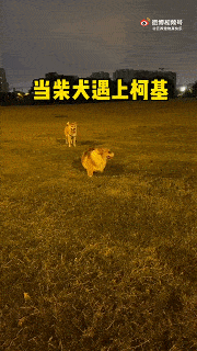 什么柴犬不停地闻自己的菊花，原来是主人干了这事儿...
