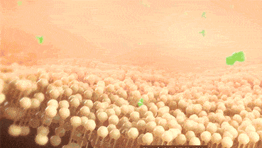 效果|又到火锅季，担心上火？降火神器了解一下