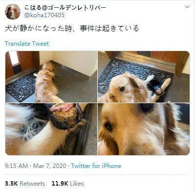 毛孩子哈士奇特别安静，铲屎官觉得不对劲就去瞄一下...瞬间血压飙升！