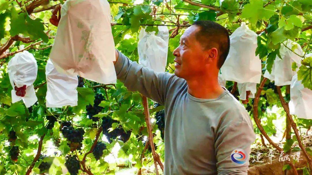 热水畜牧农场：葡萄种植催热乡村采摘游