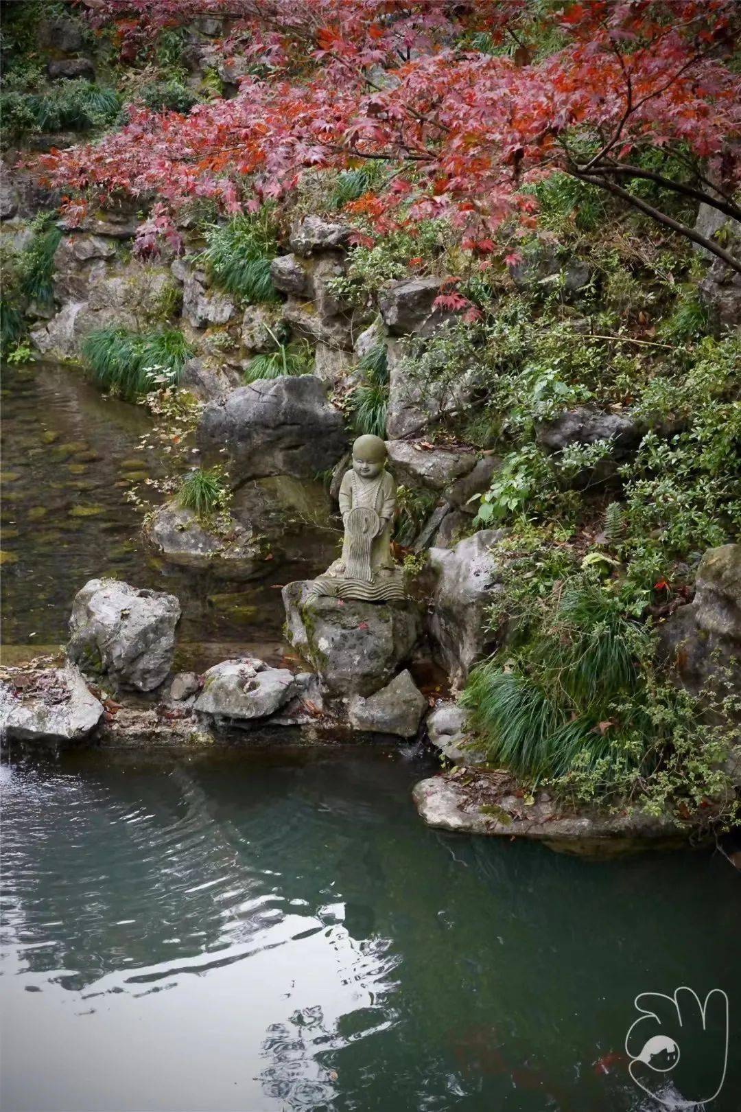 永福寺枫叶总算是红了