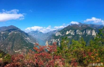 满山红|来看看重庆巫山三峡红叶正红时