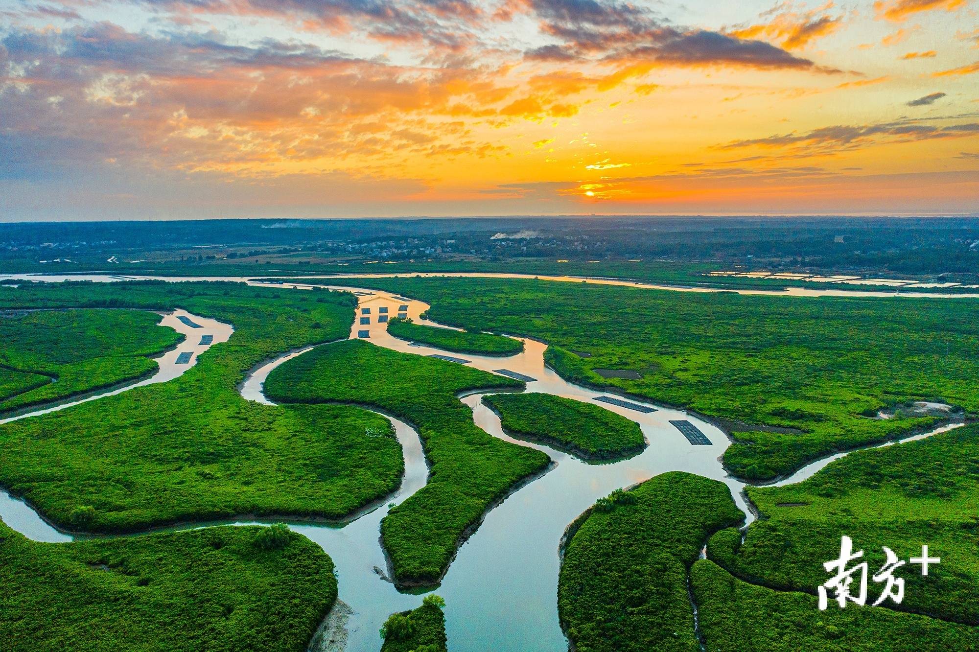 湛江有处广东省最美森林旅游目的地,这里还是候鸟加油站