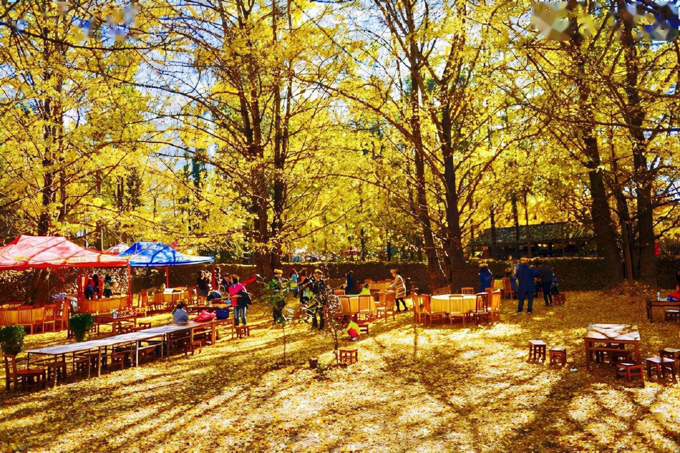 云南腾冲银杏村 | 在最美的秋季,想和你来一场浪漫约会