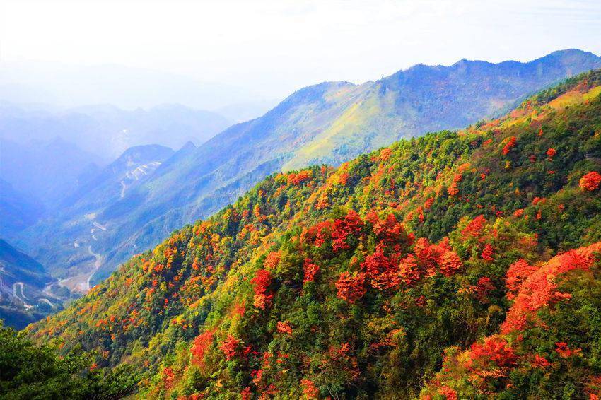 气势|四川宣汉：深秋大峡谷 漫山红叶醉游人