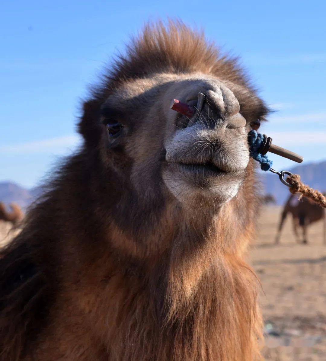 驯服骆驼的神器——鼻棍与缰绳_鼻子