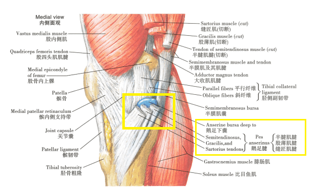 腓肠肌内侧头滑囊炎图片