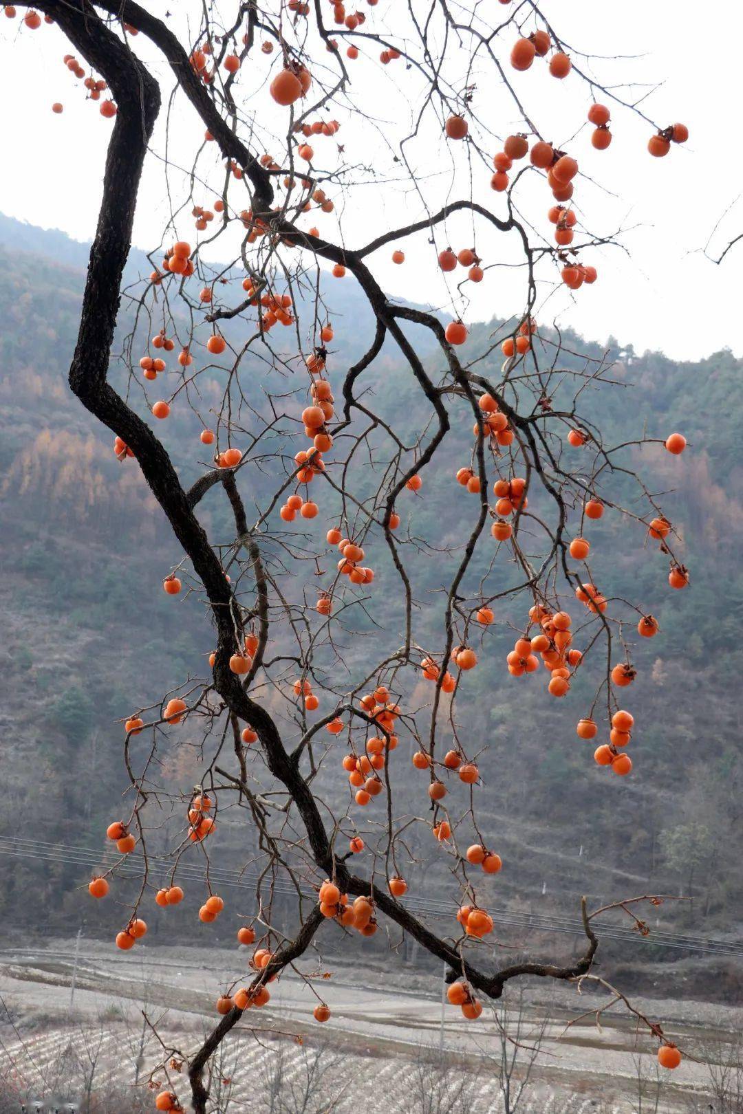 摄影挂在枝头的柿子秋去冬来万物休唯有柿树挂灯笼
