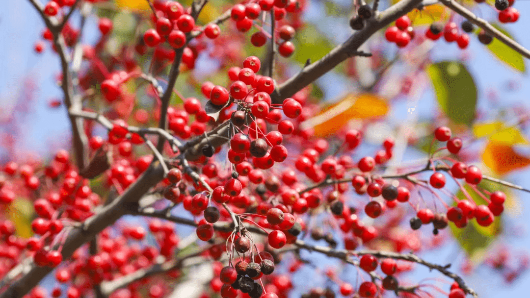 渭南文坛张晓亚一株红豆树
