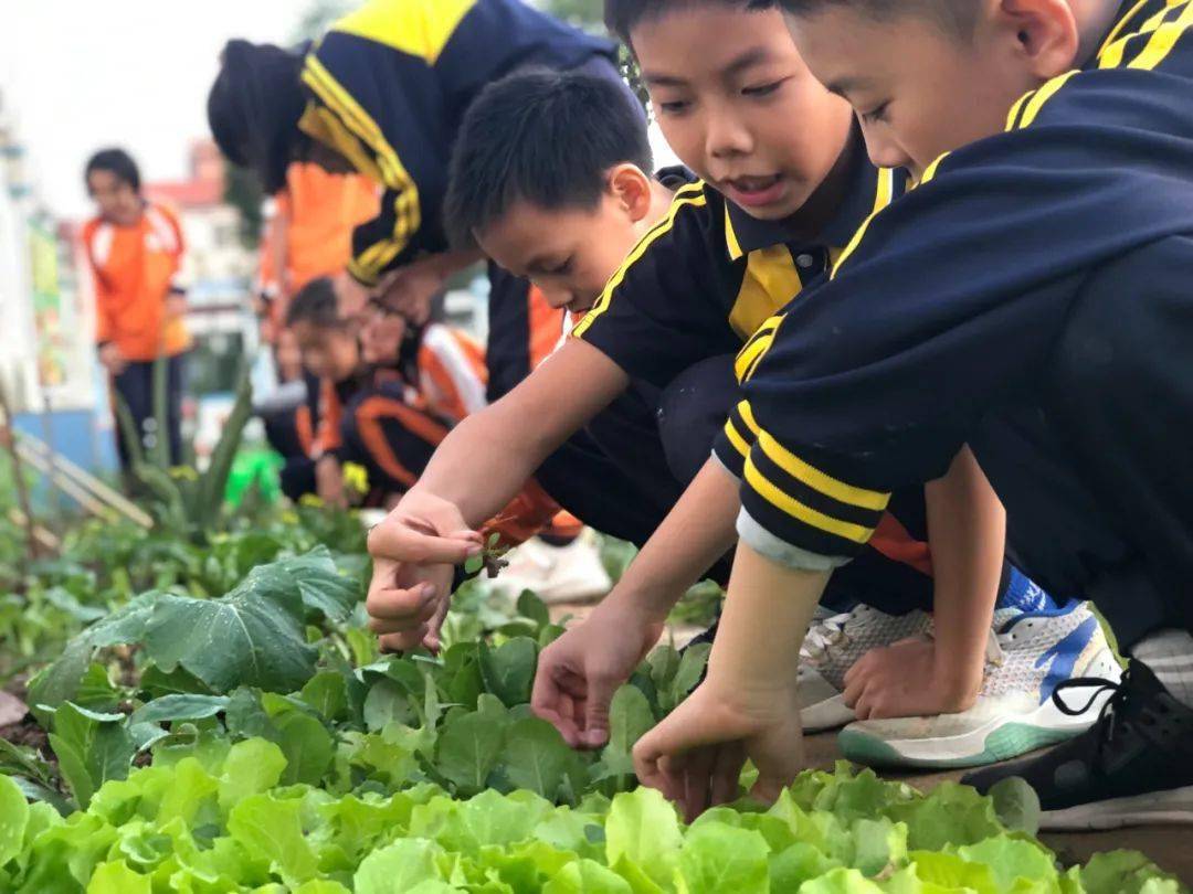 校园 活力一小】劳动砺心智,实践促成长——四1班劳动实践有感_曼乔