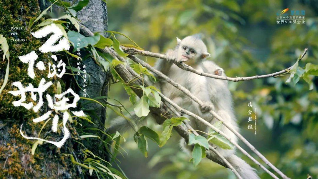 海报国产海报学起来！碧桂园新发布，野味儿十足