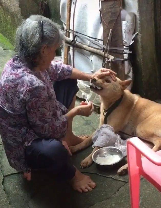 老奶奶给大黄狗喂饭,跟喂孙子一样,有一种饿叫做奶奶觉得你饿_狗狗