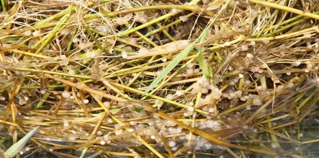 5天就能孵化寿命10年究竟有多少鲫鱼能够寿终正寝