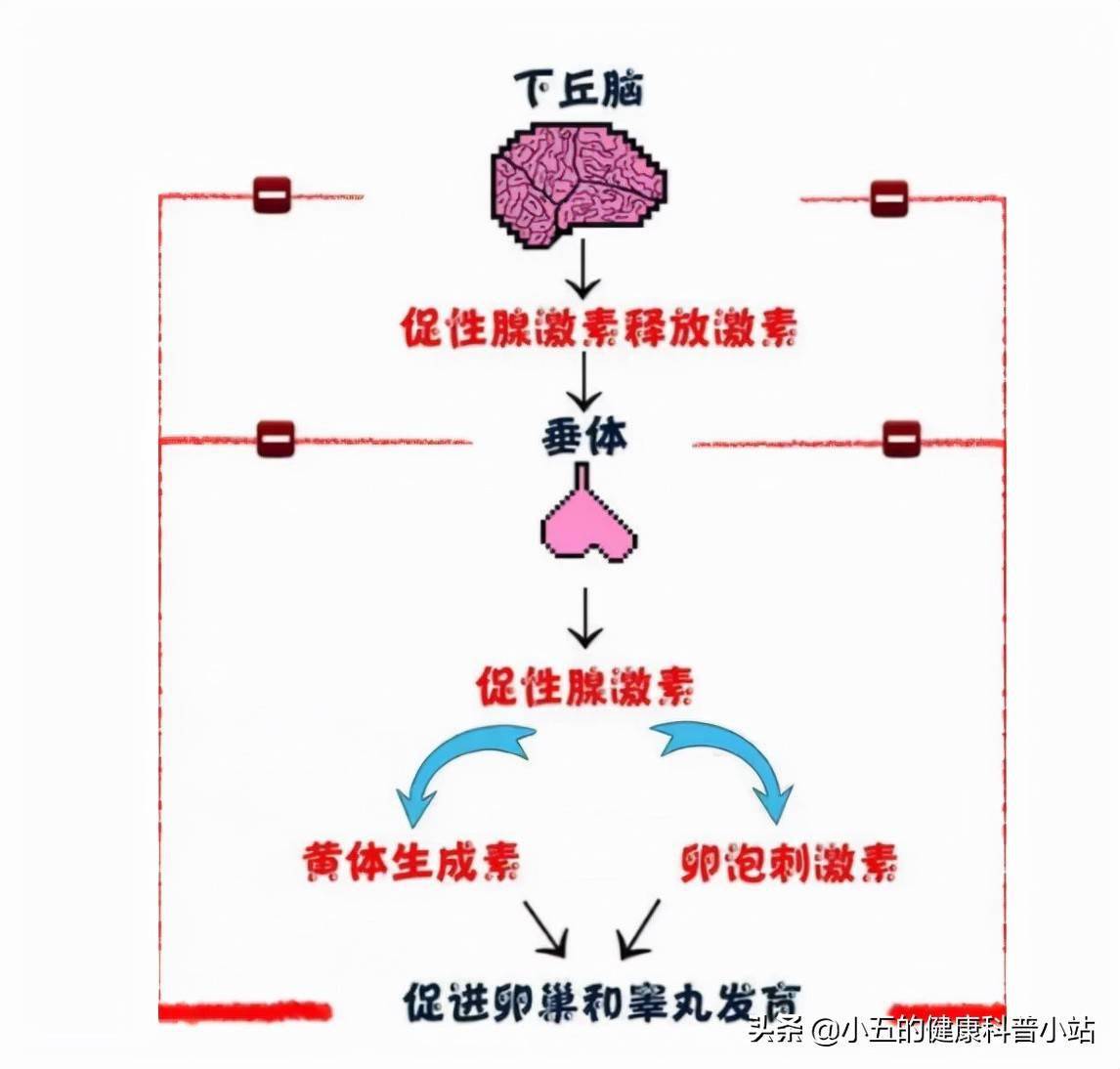 男性性腺轴图片