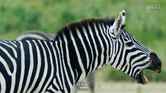 羽毛|豆瓣9.5,相亲节目已经卷成这样了