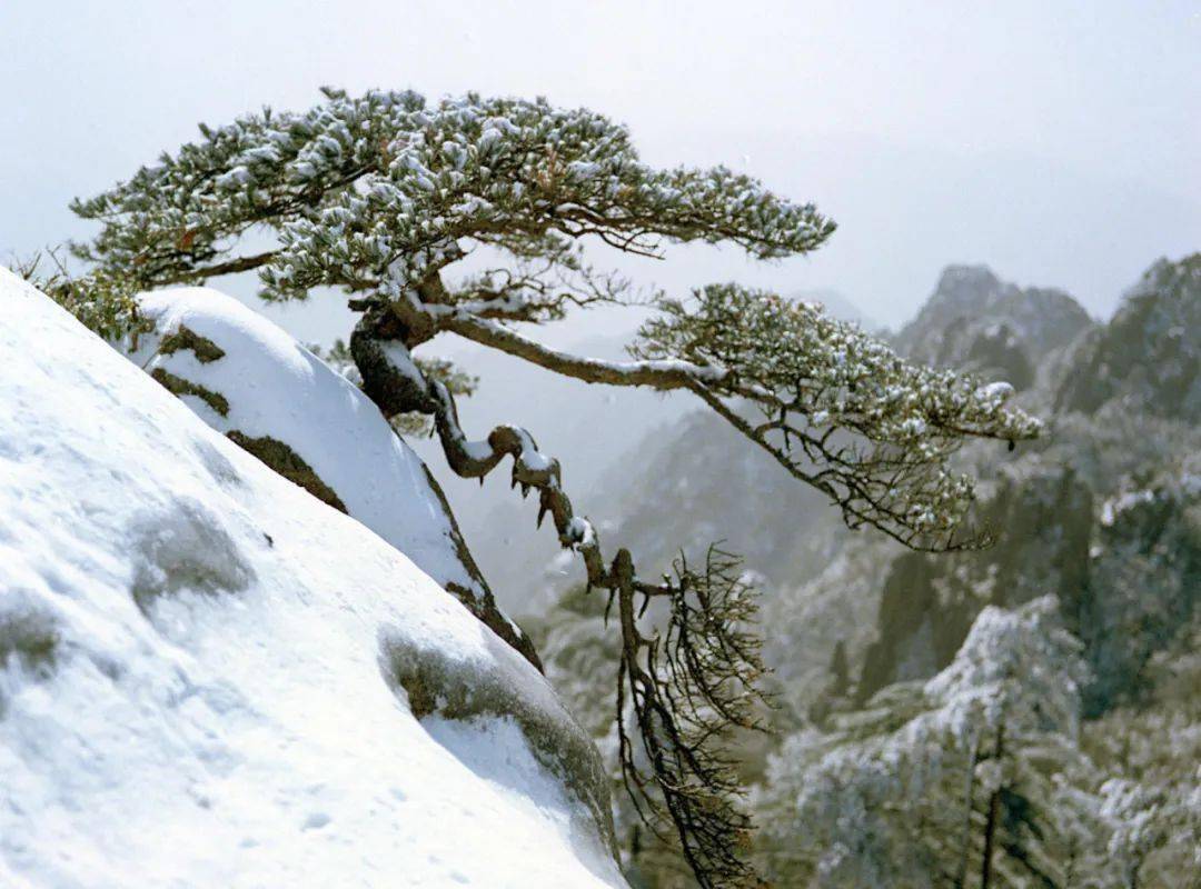 小雪诗话|"岁寒三友"之首,为什么是它?_松柏