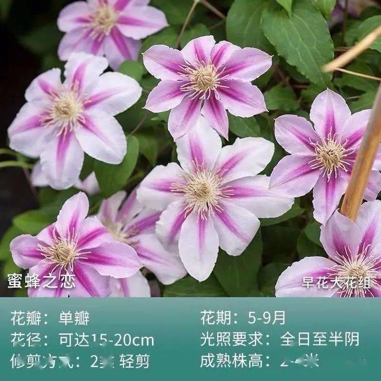 100款铁线莲品种大赏60个品种任选许你一面最美的花墙