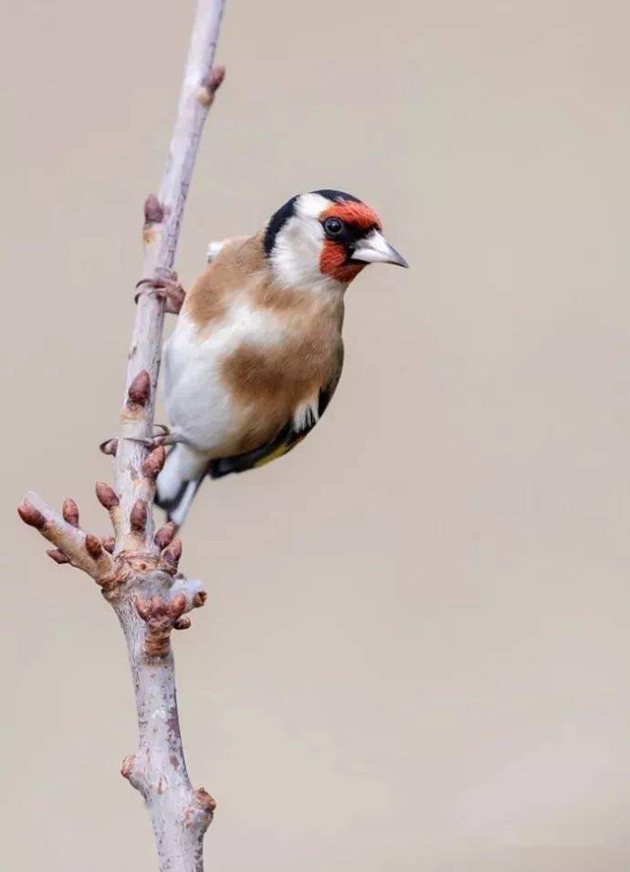 麻雀啄木鳥棕櫚唐納雀伯勞壽帶鳥橙巧織雀紅嘴藍鵲小嘴鴴藍臉葉鵯紅領