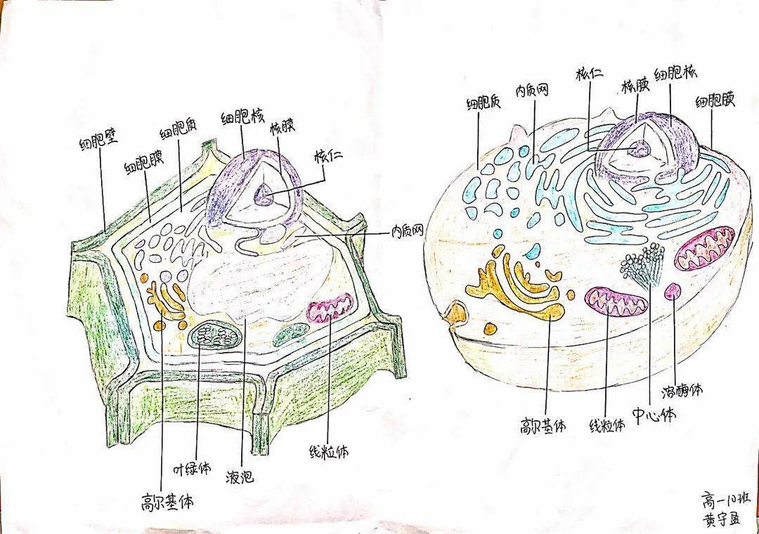 生物模型画图图片