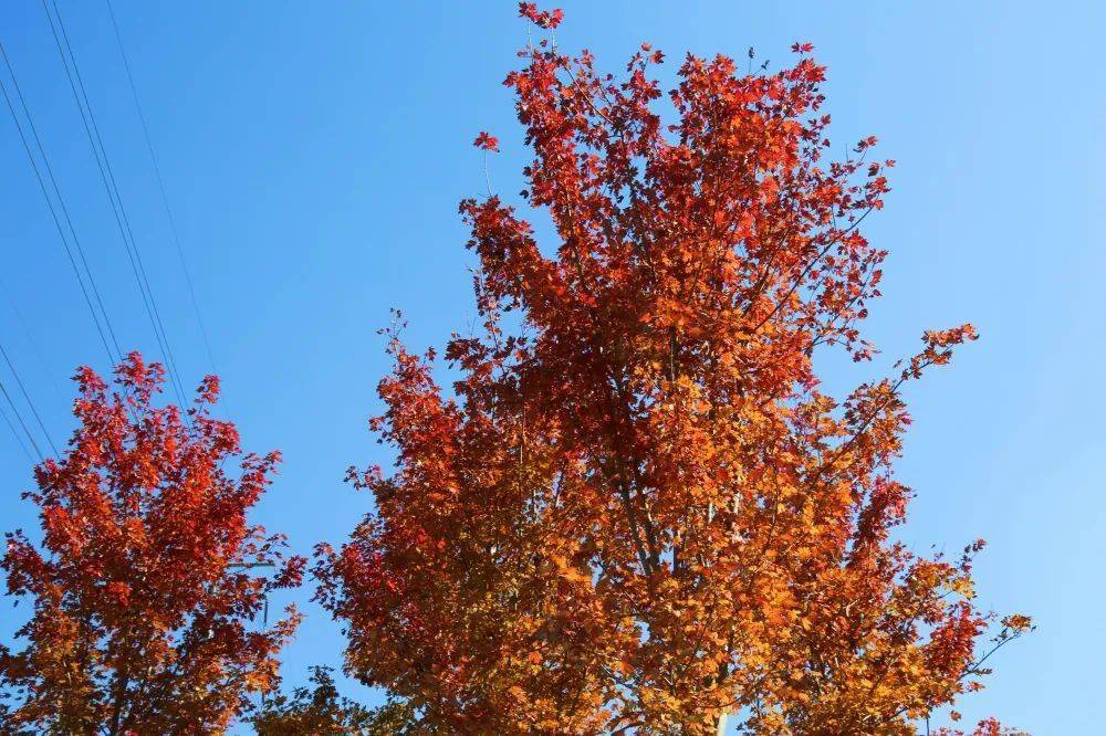 提示红红橙橙黄黄申城百变秋景原来是因为它们
