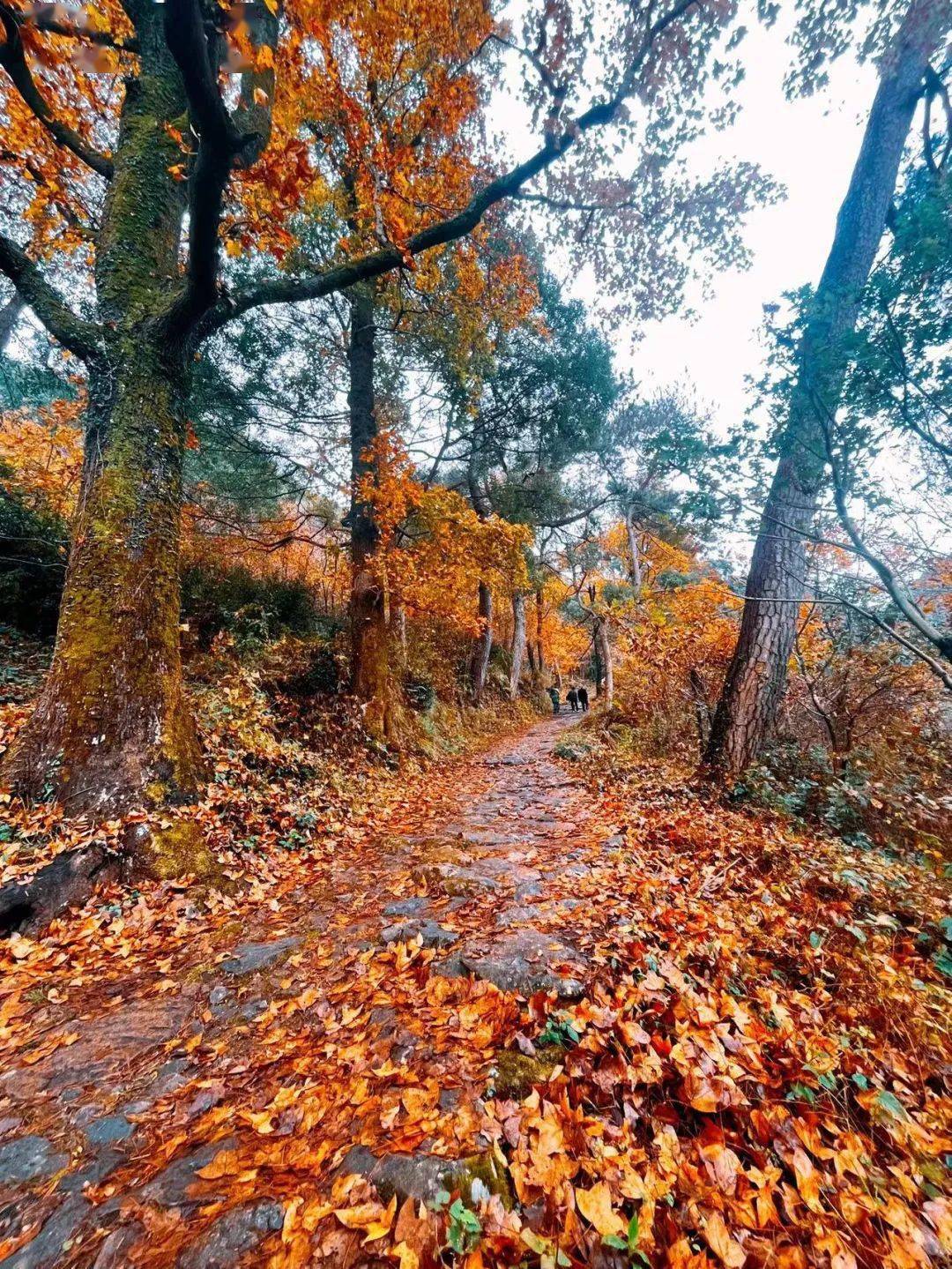 雅讯枫叶红了天台南黄古道的绝美秋色上了浙江新闻