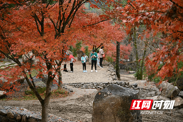 瑶族乡|湖南蓝山：峡谷红枫醉游人（组图）